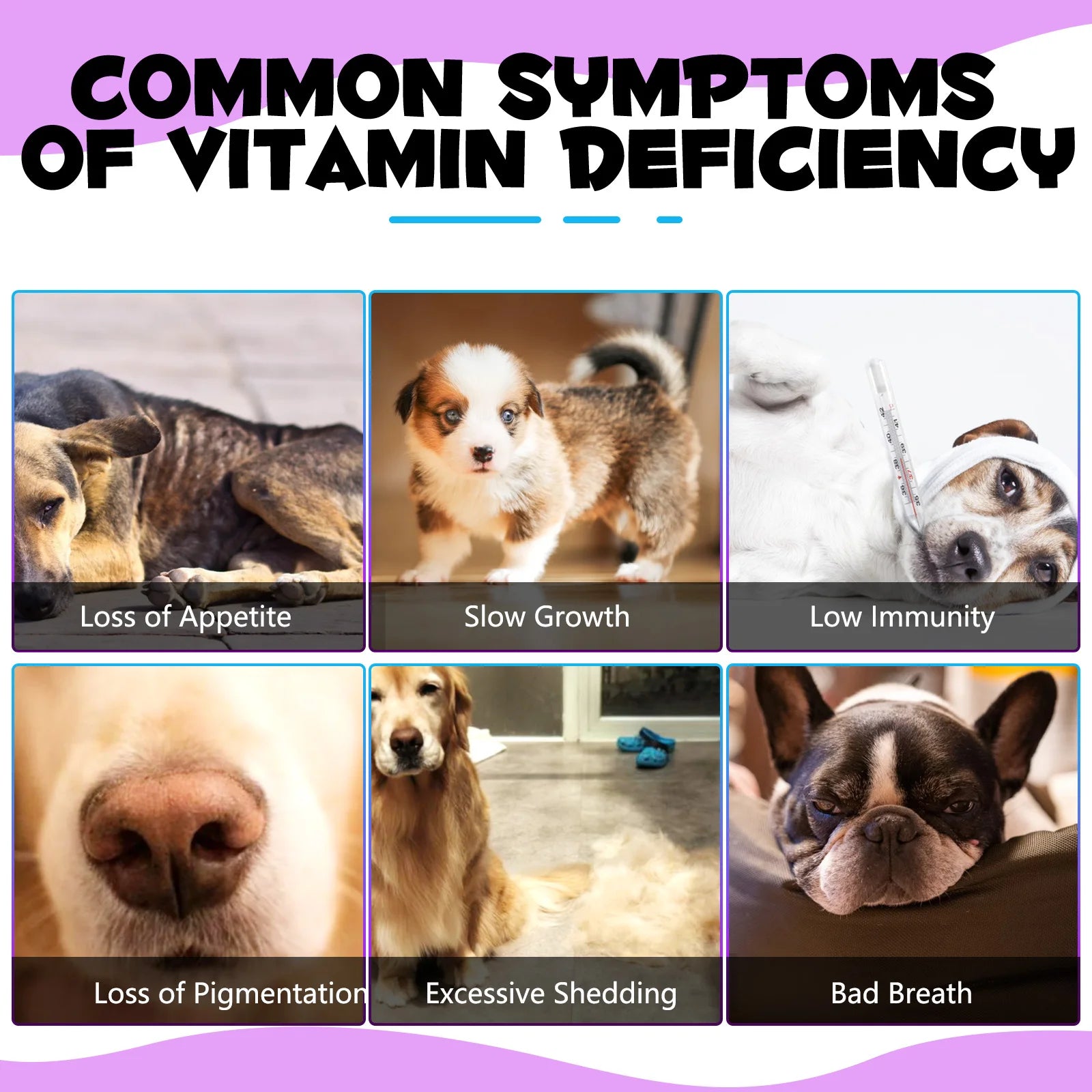15 in 1 Multivitamin for Dog Helps with Immune System