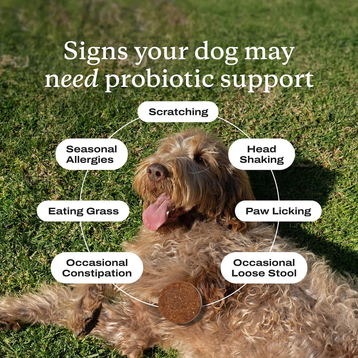 Dog Probiotics Chews - Dog Probiotics for Gut Health