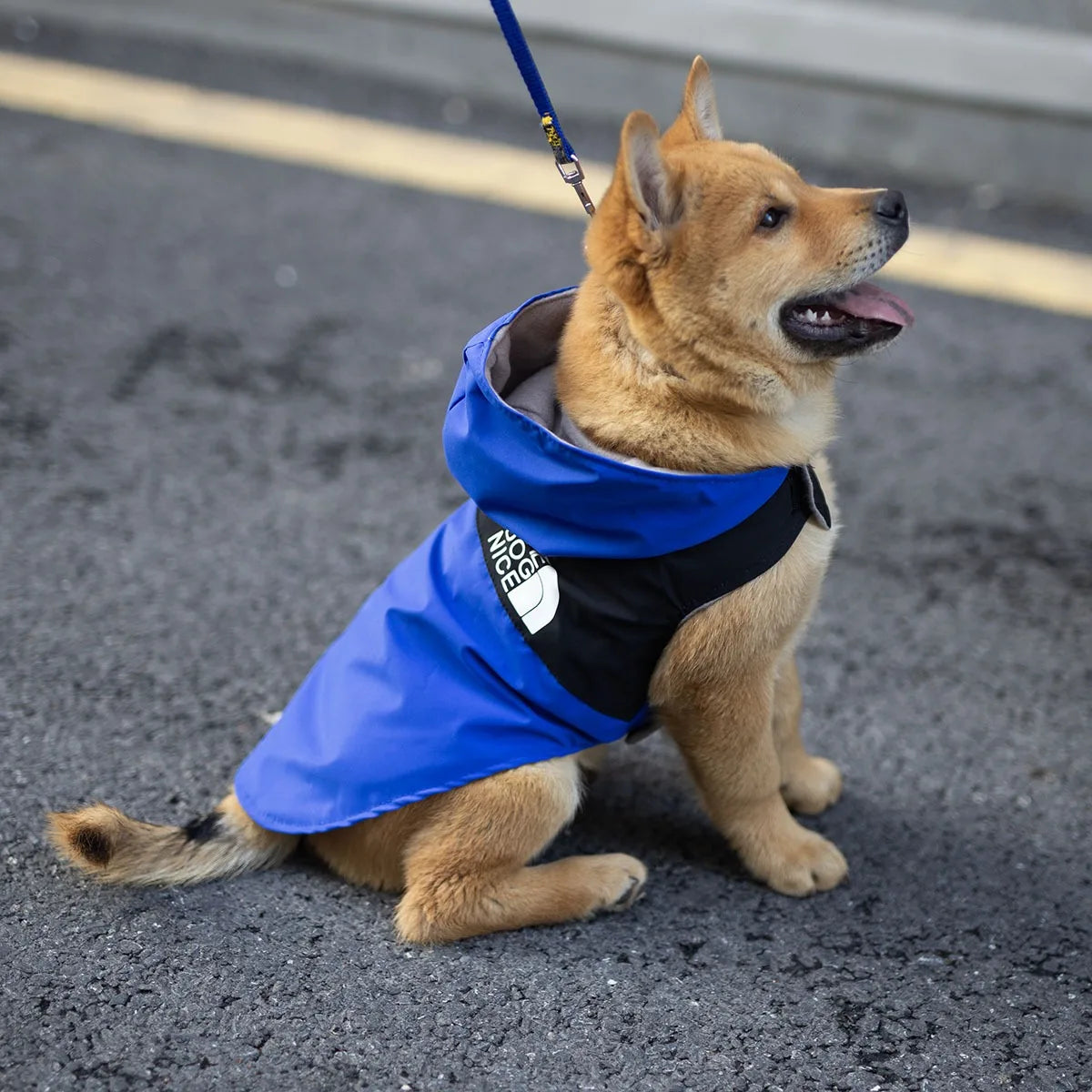 Waterproof Raincoat Jacket for Dogs Teddy Spring Autumn Handsome