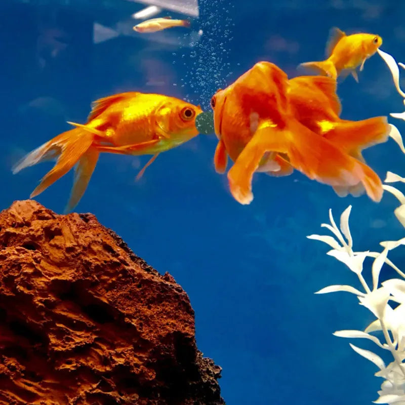 50-500pcs High Purity Spirulina Tablets Spiral Seaweed Enrichment Favorite Pets Food Fish Crystal Red Shrimp Fish Food Aquarium