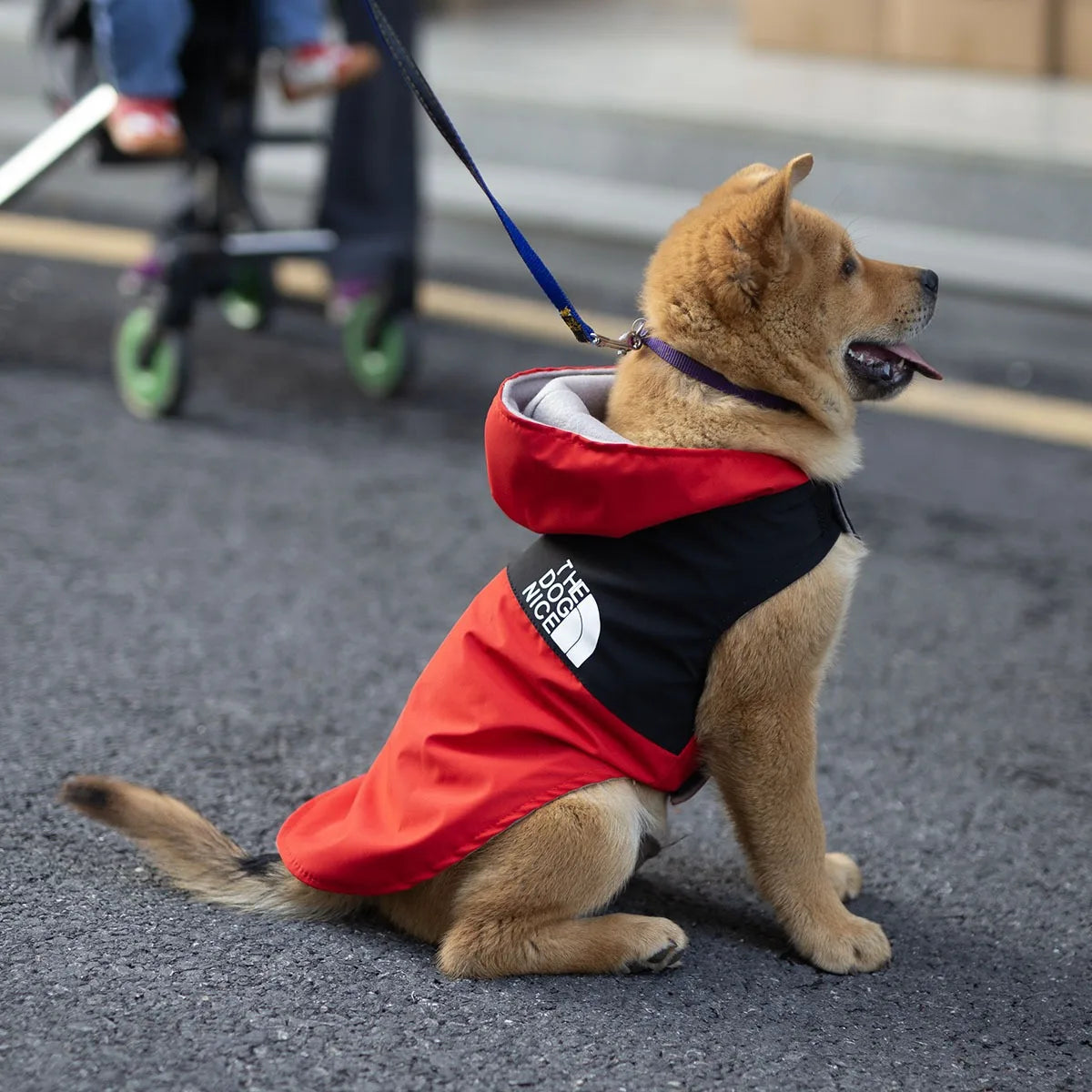 Waterproof Raincoat Jacket for Dogs Teddy Spring Autumn Handsome