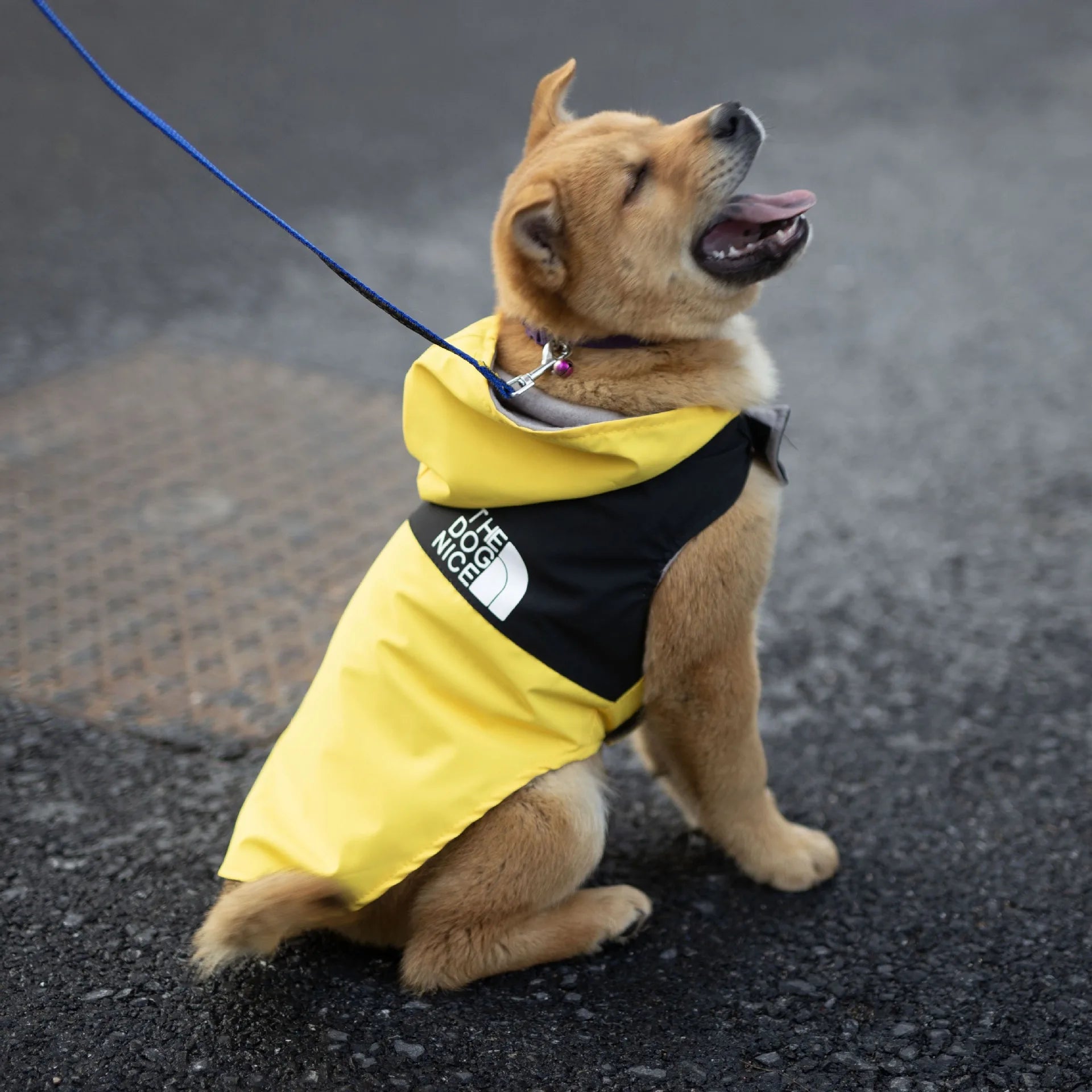 Waterproof Raincoat Jacket for Dogs Teddy Spring Autumn Handsome