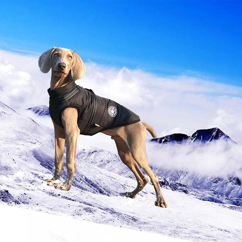 Waterproof Warm Dog Jacket Vest Winter Dog Clothes With Harness French-Bulldog